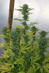 Kosher Kush 4b