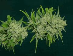 OG Kush 2 26 octobre récolte