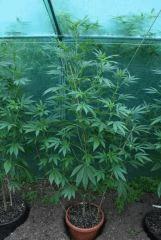 OG Kush 2 3 septembre
