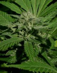 Blueberry C 9 octobre