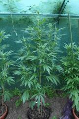 OG Kush 1 3 septembre