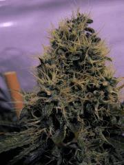 Arjan's Haze 3 h