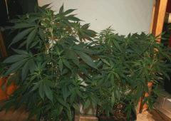 Cheese Haze Dark Et Exodus Cheese
