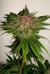 Blueberry Headband F Humboldt Seed Organization HSO