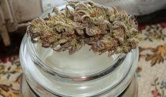 Grape Og Cali Connection 3