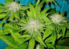 Blueberry Headband 8 Humboldt Seed Organization HSO