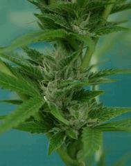 OG Kush 18 C  9 octobre