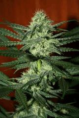 Cheese Exodus Flo 31 1