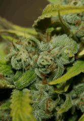 Jasmin Flo 57 Cut 8