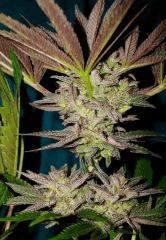 Grape Og 5 Cali Connection