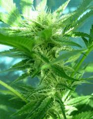 OG Kush 2 12 septembre 2