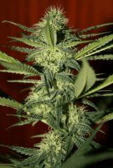 Cheese Exodus Flo  31 3