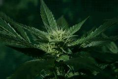OG Kush 1 20 septembre C