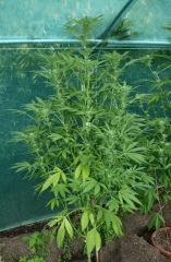 OG Kush 18 9 octobre