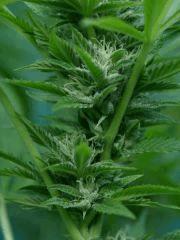 OG Kush 18b  9 octobre