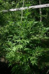 Buddah Sister X Amnésia Haze 20 septembre