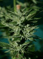OG Kush 1 22 octobre récolte 4