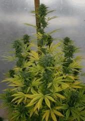 Kosher Kush 3b