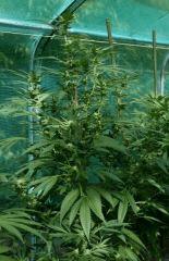 OG Kush 1 20 septembre
