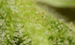 Trichomes purple sur Headband 2 (Sour Kush) RP 4