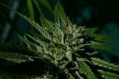 OG Kush 1 22 octobre récolte 5