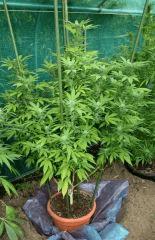 Blueberry 9 octobre