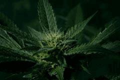 OG Kush 1 20 septembre D