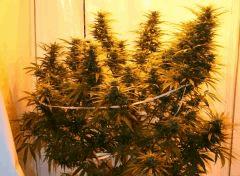 Jasmin 50L 1200W C