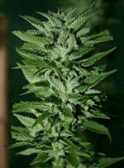 OG Kush 18 28 octobre (récolte) C