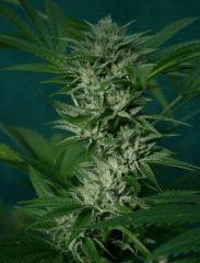 OG Kush 2 C Bud En avance