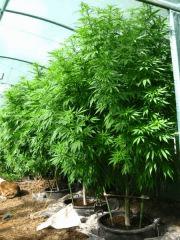 Remedy grow test 2011 2