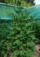 Headband 2 20septembre