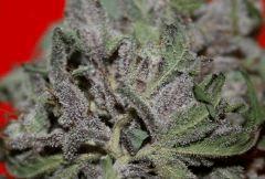 Real Lavender Dampkring Bagseed 9