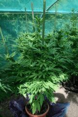 Blueberry C 20 septembre