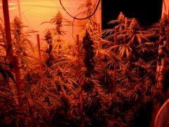 Arjan's Haze 3 f
