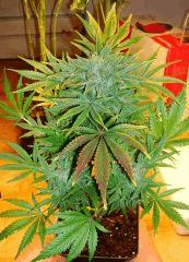 Blue Og C G13 Labs