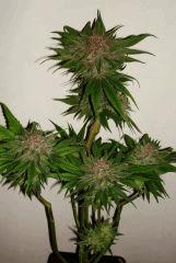 Blueberry Headband E Humboldt Seed Organization HSO