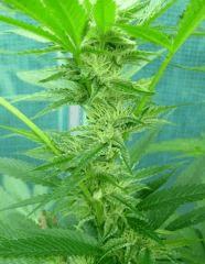 OG Kush 2 12 septembre