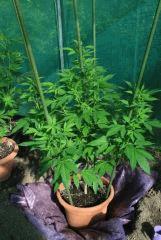Blueberry