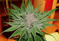 Blueberry Headband A Humboldt Seed Organization HSO