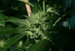 OG Kush 1