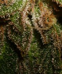 Grape Og 2 Cali Connection