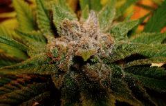 Blueberry Headband B Humboldt Seed Organization HSO