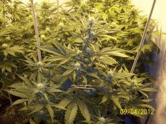 Cheese Exodus Cut Pm3 Flo   21