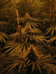 Arjan's Haze 3 c