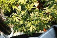 Cheese Exodus Les 4 Cro   14 1