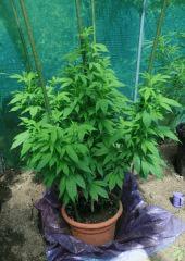 Blueberry 1 aout