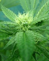 OG Kush 1 12 septembre 3