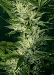 OG Kush 2 E Bud En avance