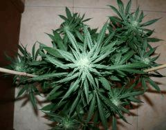 Cheese Exodus Flo 31 6